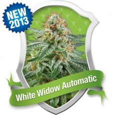 White Widow Auto Feminised Seeds by Royal Queen Seeds