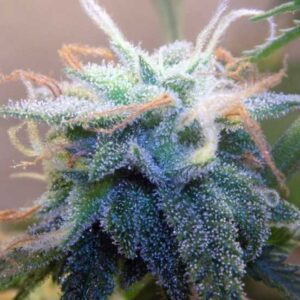 BC White Widow Feminised Seeds by BC Bud Depot