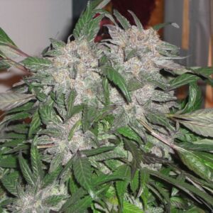 White Widow Express Auto Feminised Seeds by Phoenix Seeds