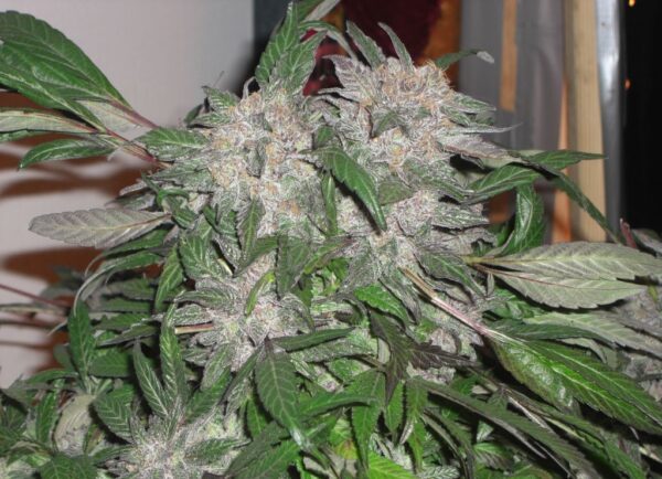 White Widow Express Auto Feminised Seeds by Phoenix Seeds