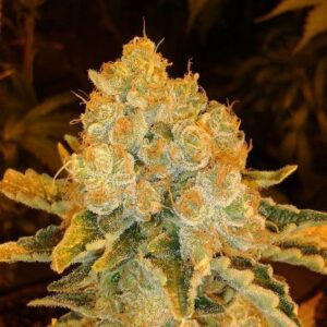 White Widow Feminised Seeds by Lineage Genetics