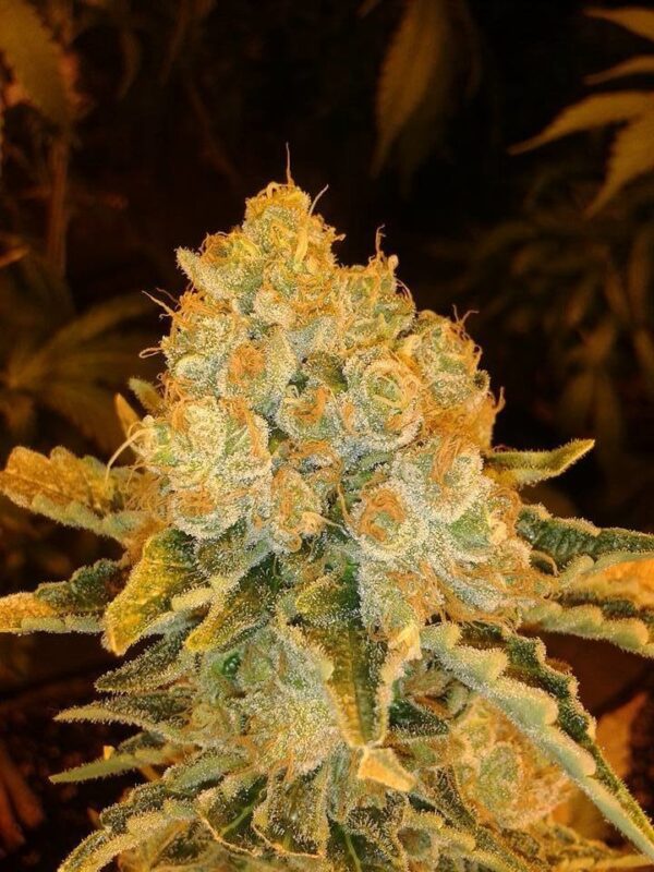 White Widow Feminised Seeds by Lineage Genetics