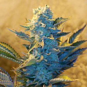 White Widow Feminised Seeds by G13 Labs