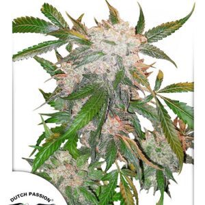 White Widow Regular Seeds by Dutch Passion