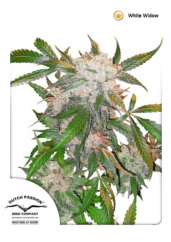 White Widow Regular Seeds by Dutch Passion