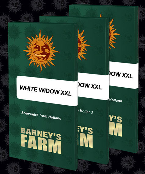 White Widow XXL Feminised Seeds by Barney's Farm