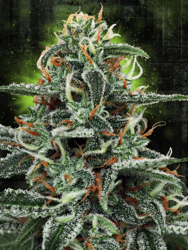 White Widow MOC Feminised Seeds by Ministry of Cannabis