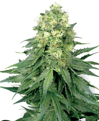 White Widow Feminised Seeds by White Label Seed Company