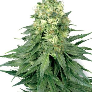White Widow Regular Seeds by White Label Seed Company