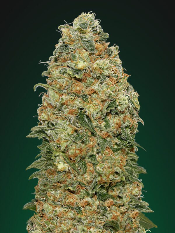 White Widow Feminised Seeds by 00 Seeds