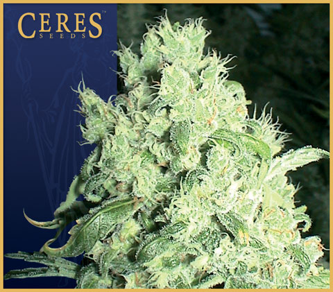White Indica Feminised Seeds by Ceres Seeds