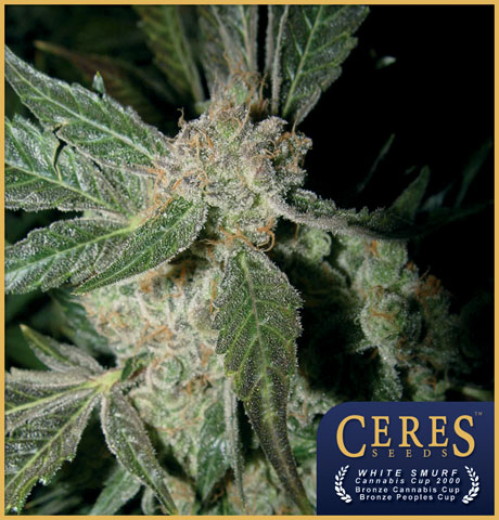 White Panther Feminised Seeds by Ceres Seeds
