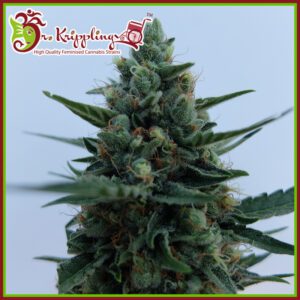 White Rush Auto Feminised Seeds by Dr Krippling