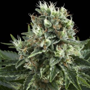 White Widow Feminised Seeds by Royal Queen Seeds