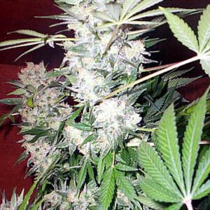 White Russian Regular Seeds by Serious Seeds