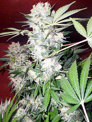 White Russian Regular Seeds by Serious Seeds