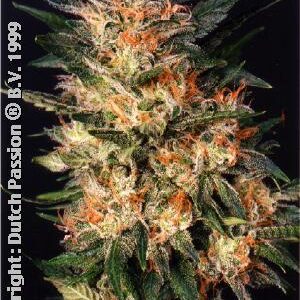 White Widow Feminised Seeds by Dutch Passion