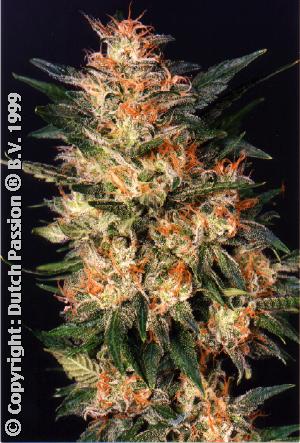 White Widow Feminised Seeds by Dutch Passion