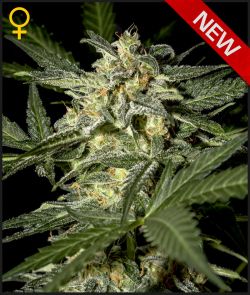 White Widow Auto Feminised Seeds by Greenhouse Seed Co.