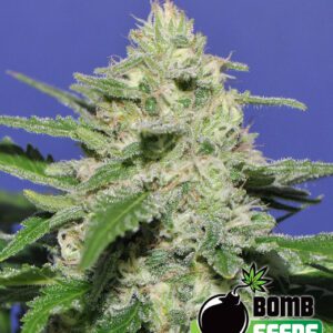 Widow Bomb Feminised Seeds by Bomb Seeds