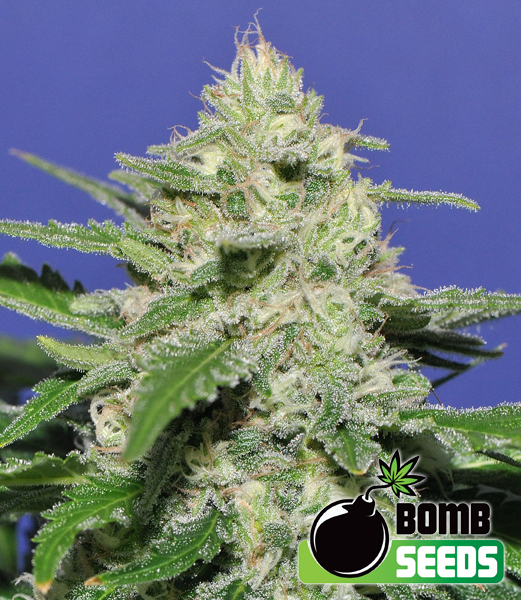 Widow Bomb Feminised Seeds by Bomb Seeds