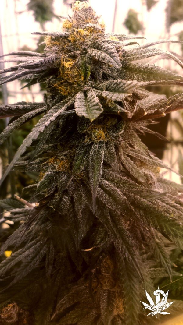 Wild Berry Feminised Seeds by BC Bud Depot
