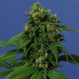 Wreckage Feminised Seeds by T.H. Seeds