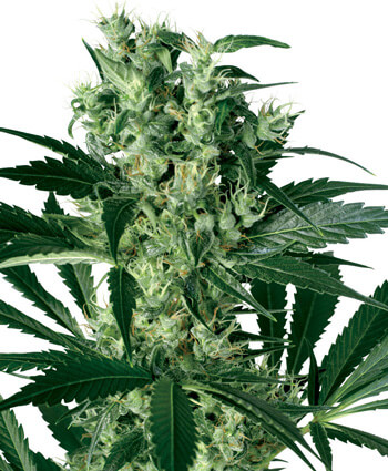 X-Haze Feminised Seeds by White Label Seed Company