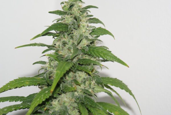 Yummy Feminised Seeds by Resin Seeds