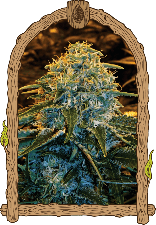 Z & Z Feminised Seeds by Exotic Seed