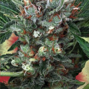 Zensation Feminised Seeds by Ministry of Cannabis