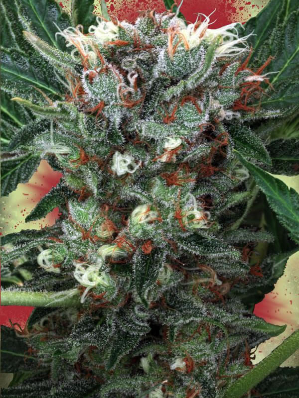 Zensation Feminised Seeds by Ministry of Cannabis