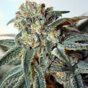 Zombie Kush Feminised Seeds by Ripper Seeds