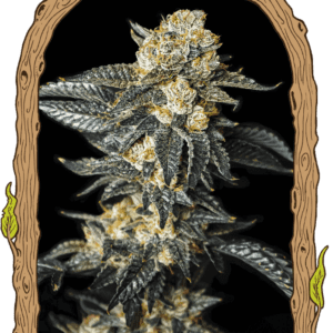 Zkittaberry Auto Feminised Seeds by Exotic Seed