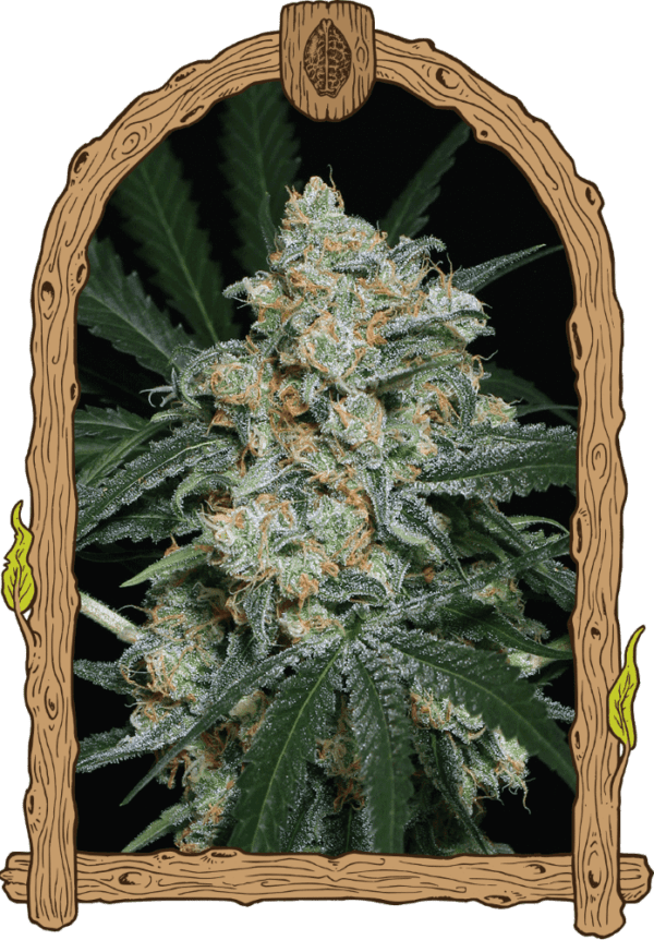 Zkittalicious Auto Feminised Seeds by Exotic Seed