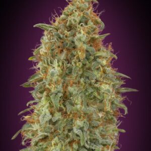Zkittlez FAST Feminised Seeds by Advanced Seeds