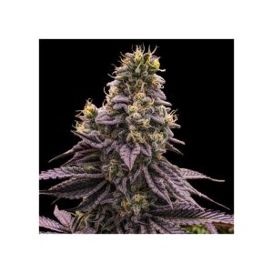 Zombie Bride Feminised Seeds by Ripper Seeds
