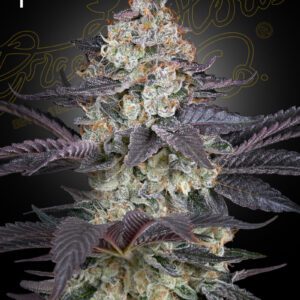 Ztrawberry Feminised Seeds by Greenhouse Seed Co.
