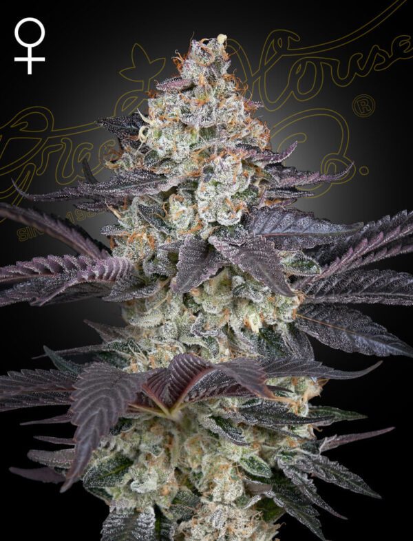 Ztrawberry Feminised Seeds by Greenhouse Seed Co.