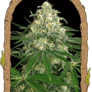 Z & Z Auto Feminised Seeds by Exotic Seed