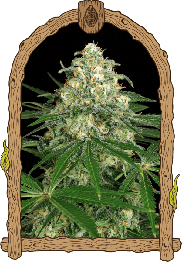 Z & Z Auto Feminised Seeds by Exotic Seed